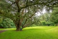 Very tall cedar tree in a park