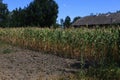 Very tall corn grows near the village house in good year