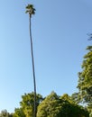 Very Tall Palm Tree in Santa Barbara