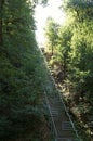 Tall stairs among the forest trees