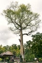 Verytall tree at Goa Gajah Temple Royalty Free Stock Photo