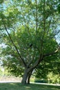 A large beautiful tree with long thin branches, Hyde Park