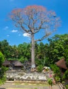 Very tall tree with Pink flower and Balinese roofs at Goa Gajah Temple Bali