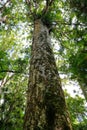 Very tall tree towering above thre land in New Zealnd.