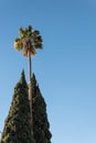 Very tall Washingtonia fan palm tree flanked by two Italian cypress trees against a blue sky Royalty Free Stock Photo