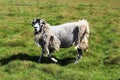 Very tatty sheep that has missed being sheared. Royalty Free Stock Photo