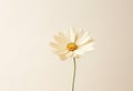 single chamomile on neutral background