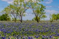 A Very Thick Blanket of Texas Bluebonnets in a Texas Country Meadow with Trees and Blue Skies. Royalty Free Stock Photo