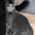 Very thick gray cat Royalty Free Stock Photo