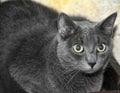 Very thick gray cat Royalty Free Stock Photo
