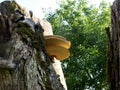 Interesting shaped mushrooms growing on the tree