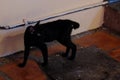 A very thin black kitten is standing on a dirty floor. Creepy cat