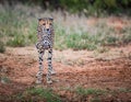 Very thin cheetah pauses to listen for prey in Kenya