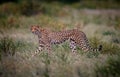 Very thin cheetah who has not eaten in a few days