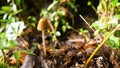 Very thin mushroom in autumn background