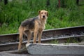 Very thin stray dog Royalty Free Stock Photo