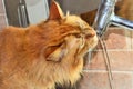 Very thirsty cat drinking water from the bathroom tap Royalty Free Stock Photo