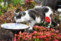 Cat drinking from a bird bath in a vibrant flower garden Royalty Free Stock Photo