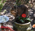 Cat drinking from a bird bath in a vibrant flower garden