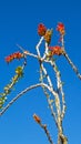 Very thorny desert cactus flower