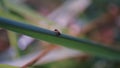 Very Tiny Ant on a Leafblade looking downwards