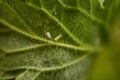 whitefly pests