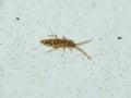 Very tiny insect