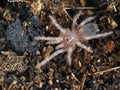 P1010039 Spiderling Brazilian salmon pink bird-eating tarantula, Lasiodora parahybana cCEP 2019 Royalty Free Stock Photo