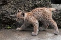 Tiny lynx kitten is coming.. to meet the adventures of a brave little baby