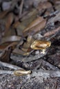 Tiny mushroom flourish on the forest floor Royalty Free Stock Photo