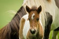 A very tiny and pretty skewbald foal, just some days old, is standing near it`s mother and grooming and looking