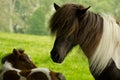 A very tiny and pretty skewbald foal, just some days old, is standing near it`s mother and grooming and looking