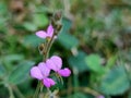 Very tiny purple street flowers shaped like orchids