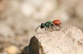 A tiny Ruby-tailed Wasp Chrysis ignita sitting on a rock.