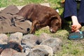 A very tired dog sleeping beside his boy and a warm campfire