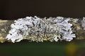 Parmelia sulcata is a foliose lichen in the family Parmeliaceae. Royalty Free Stock Photo