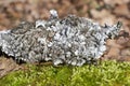 Parmelia sulcata is a foliose lichen in the family Parmeliaceae. Royalty Free Stock Photo