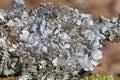 Parmelia sulcata is a foliose lichen in the family Parmeliaceae. Royalty Free Stock Photo