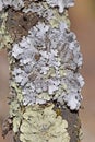Parmelia sulcata is a foliose lichen in the family Parmeliaceae. Royalty Free Stock Photo