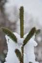 The very top of a pine tree sporting a snowy Y shape of new growth.