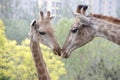 Mother Giraffe is Kissing her Baby Royalty Free Stock Photo