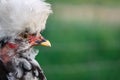 Nice chicken with big white crest Royalty Free Stock Photo