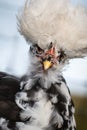 Very tufted chicken portrait Royalty Free Stock Photo