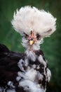 Very tufted chicken portrait Royalty Free Stock Photo