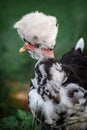 Very tufted chicken profile portrait Royalty Free Stock Photo