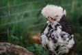 Very tufted hen Royalty Free Stock Photo