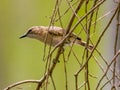 Large-billed Gerygone in Queensland Australia