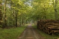 Typical Danish forest during springtime, Zealand, Denmark