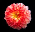 Awesome close-up of a red pink white dahlia on a black background Royalty Free Stock Photo