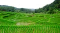 A very unique form of rice field